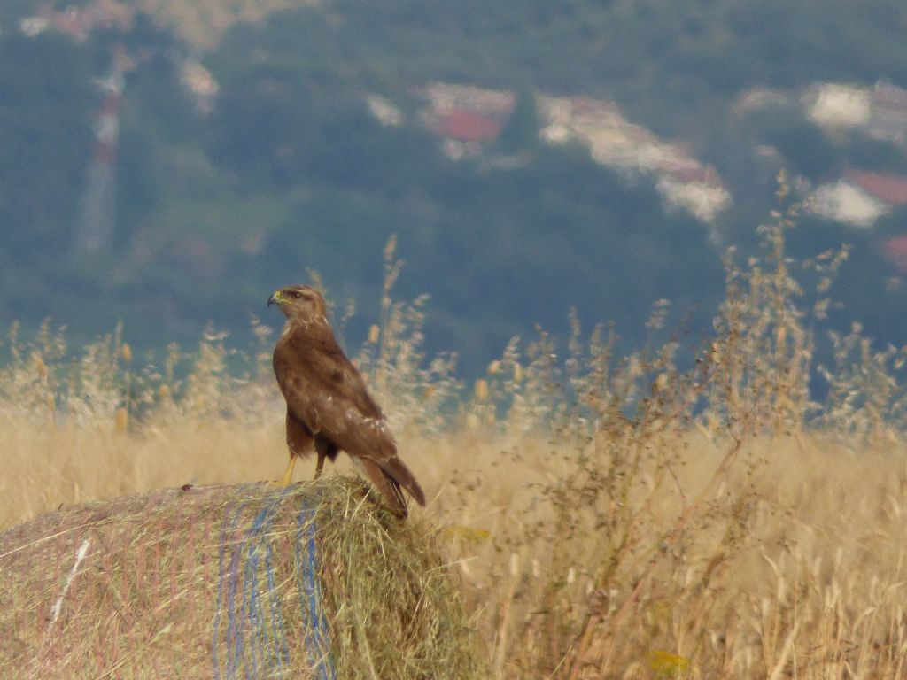 Nibbio bruno (Milvus migrans) e Poiane (Buteo buteo)